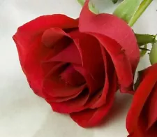 red rose seeds for sale