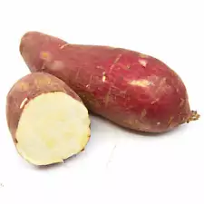 japanese sweet potato slips for sale