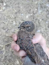 24 Rossetta Coturnix Quail Fertile Hatching Eggs - 2 dozen