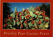 Prickly Pear Cactus, Opuntia phaeacantha, flat-jointed stems, Postcard