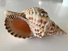 LARGE 10" PACIFIC TRITON SEASHELL WEIGHS 1.3 POUNDS