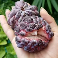 Sugar Apple Seed 25 Red Custard Apple Seeds Annona Squamosa Sweetsop Organic