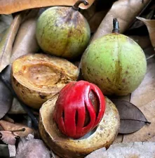 100++ Nutmeg Pala Seeds (Myristica fragrans) 100% Original