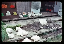 1972 Original Slide Coral For Sale Display On Steps Hawaii #5344