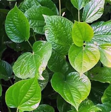 betel leaf plant for sale usa