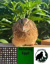 100+20 Coturnix Quail Hatching Eggs In Foam