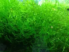 1 cup of Aquarium live freshwater mixed java moss plants