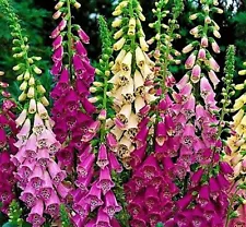 1 Pack 1100 Mix Colors Foxglove Seeds Digitalis purpurea 4 Feet Tall