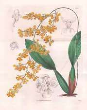 Oncidium Cornigerum Brazil Orchid Orchid Flower Botany Engraving Curtis 3486