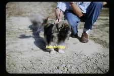 Pekingese Dog in Brown County Indiana in early 1950s, Kodachrome Slide aa 17-15b