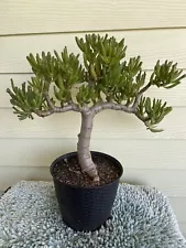 Crassula ovata 'Gollum' Jade 15” Ship With Bare Rooted