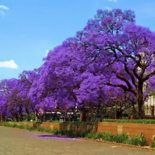 blue jacaranda tree for sale