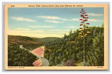 Agave Parryi, Century Plant, Seen From Highway 60 Arizona AZ Postcard