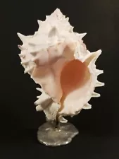 Vintage 5 Inch Conch Shell Mounted for Display. Metallic base.