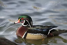 Wood Duck Taxidermy / Decoy Carving Reference Photo Cd