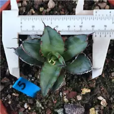 5-7cm cactus Succulent plants Agave americana Echeveria 'Blue Whale Bonsai plant