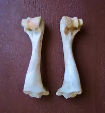 Lot of 2 Domestic Cattle Cow Leg Bones