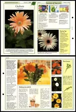 Gerbera #19 Unusual Success With House Plants 1990 Fold-Out Card