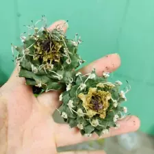 New ListingSale 2PCS Rare Succulent Live Plant Turbinicarpus alonsoi Own Root WYSIWYG