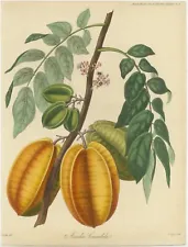 Antique Print of the Averrhoa Carambola Tree