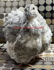 blue scale quail eggs for sale