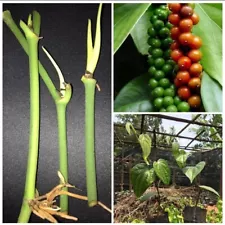 5 Rooted Cuttings Black Pepper/ Piper Nigrum Live Plant Cuttings