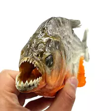 red belly piranha for sale online