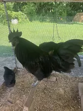 swedish black hens for sale