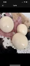 Box Of 3 ostrich eggs blown out