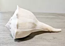 LARGE Lightning Whelk Sea Shell 9" x 5" - Found on Florida Gulf Coast In 1971