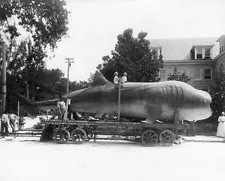 GIGANTIC 45 FT. WHALE SHARK 1913 11x14 GLOSSY PHOTO PRINT