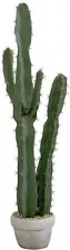 potted saguaro cactus for sale