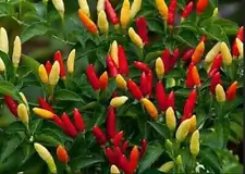 tabasco pepper plants for sale