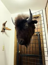 Real Buffalo Bison Head Taxidermy Mount