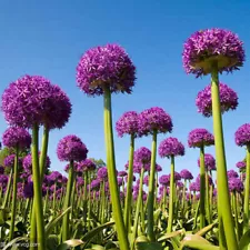 1Bag Giant Allium Seeds Allium Giganteum Onion Chive Seed