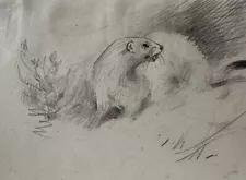 Vintage Pencil Drawing Stoat Illustration Mounted Ferret Sketch Weasel Nature En