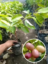 Grafted White Java Plum Rare fruit Tree, quickly to bear fruit