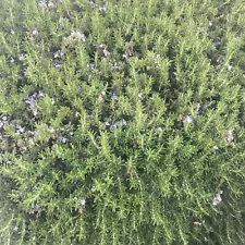 10 Oz Organic Rosemary Sprigs Cut To Order