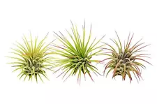 3 Ionantha Guatemala Air Plants / FREE Care Guide / Blooms