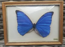 Blue Morpho Butterfly in Framed Display Box Brazil ￼5” Wingspan