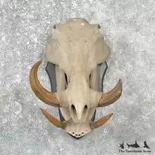 #25910 V | African Warthog Full Skull For Sale