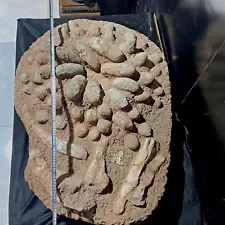 TOP! Excellent Jurassic Cretaceous dinosaur egg dinosaur bone fossil specimen