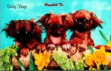 VINTAGE POSTCARD PEKINGESE PUPPIES "SEEING THINGS" HUMBOLT, TENNESSEE