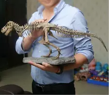 dinosaur skeleton model for sale