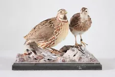 Taxidermy- Common Quail (Coturnix coturnix) - M/F- with permit- not CITES