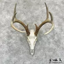 #29235 P | Whitetail Deer Skull European Taxidermy Mount For Sale