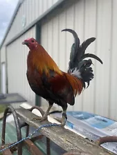 8+2 chicken hatching eggs for sale npip