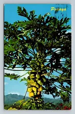 1969 Hawaiian Papaya Tropical Fruit Hawaii HI Vintage Postcard