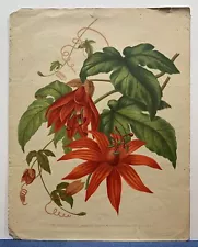 1850-1880 Vine Leaved Passion Flower Original Antique Hand Colored Print.