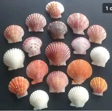 18 pics scallop shells for craft home or wedding decorations